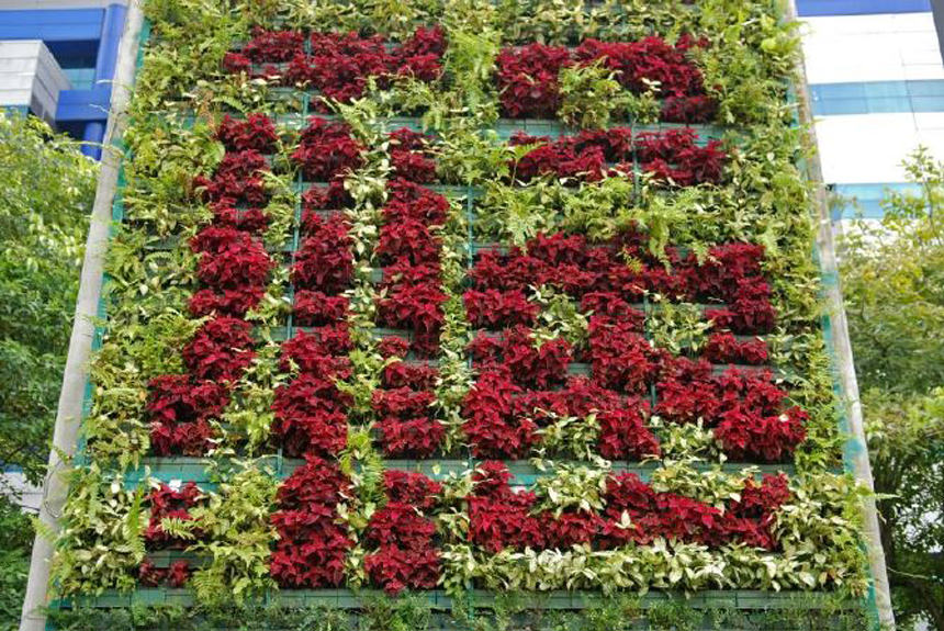 dibuixar amb plantes