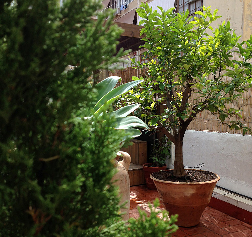 plantas para terrazas