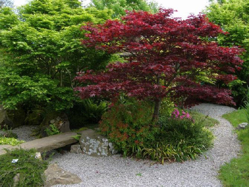 shade trees in garden