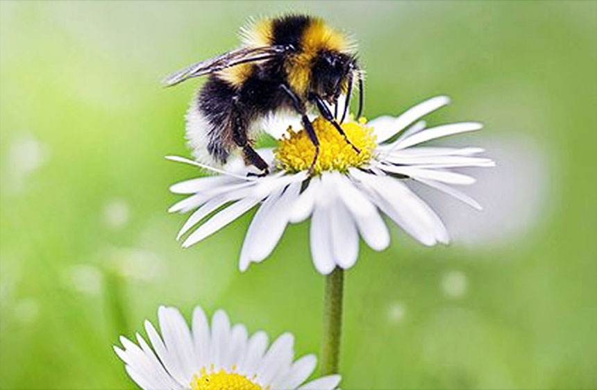 Proteger a las abejas
