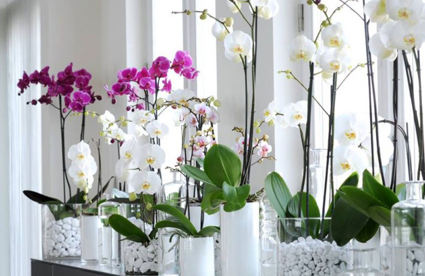 Cuidados orquídeas