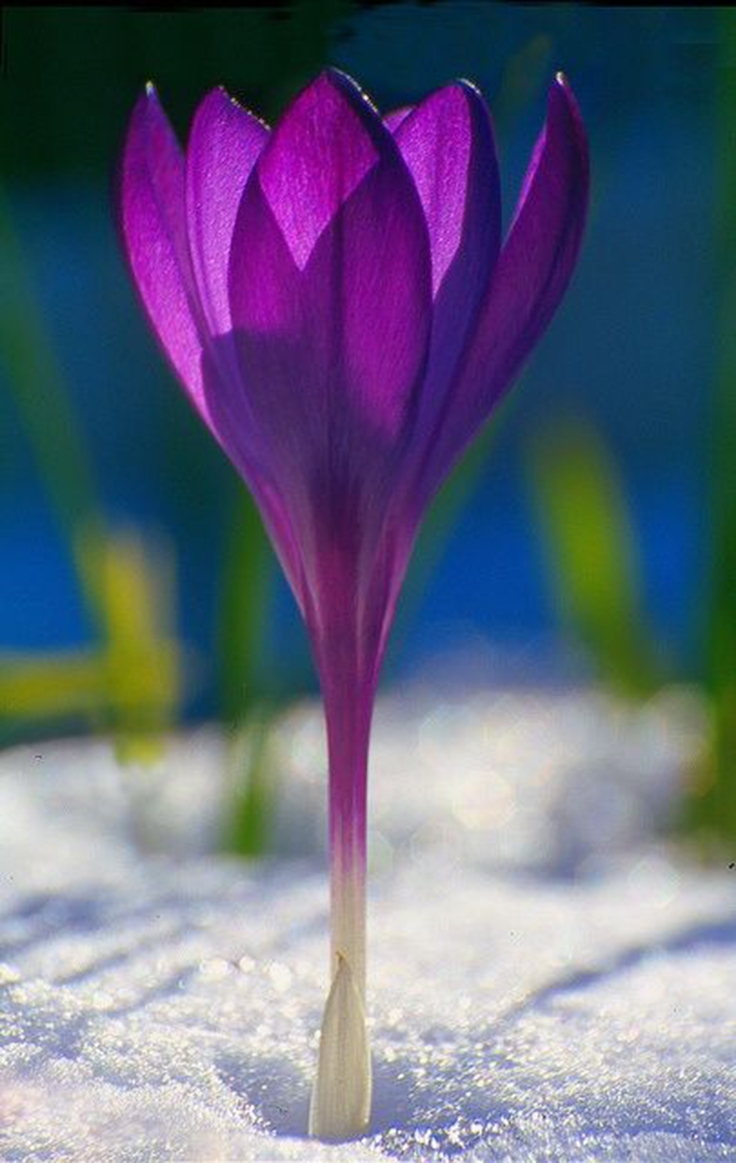 bulbs
