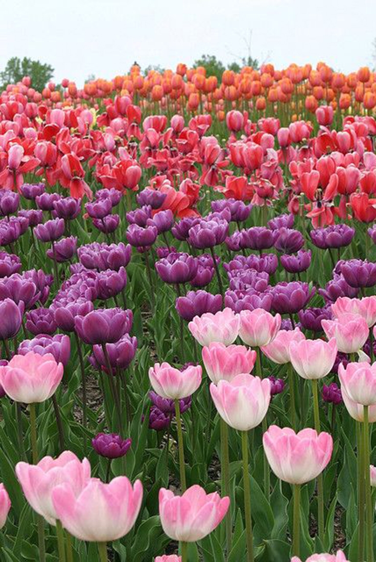 tulip